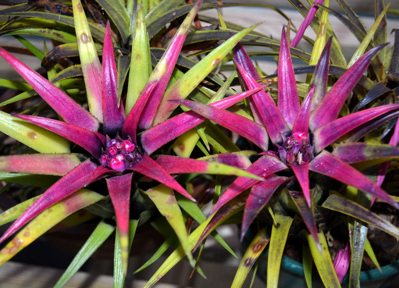 Aechmea recurvata var. benrathii