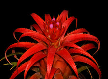 Load image into Gallery viewer, Aechmea recurvata var. nobilis