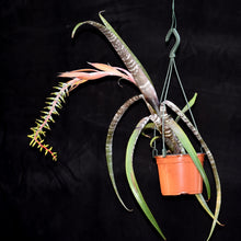 Load image into Gallery viewer, Aechmea nudicaulis 'Rafa'
