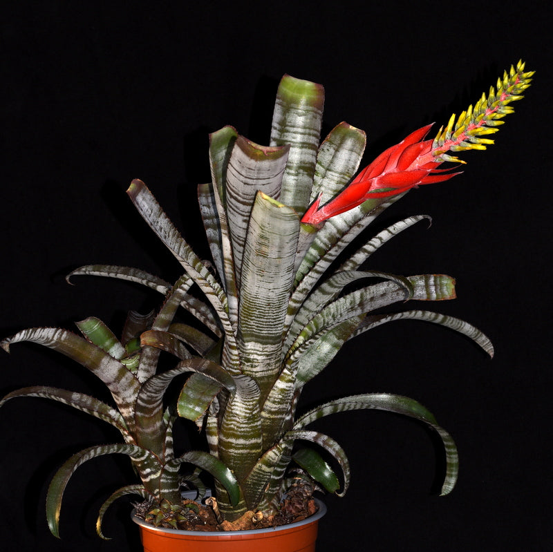 DSC_0369_a3a4f505-8429-4de9-