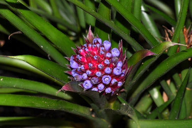 Aechmea 'Suenos'