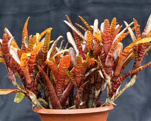 Neoregelia 'Popoki' dark form