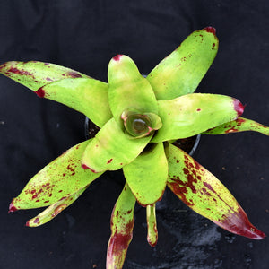 Neoregelia 'Tossed Salad'