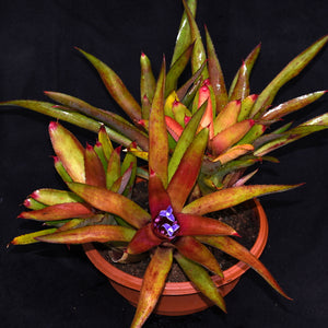 Neoregelia 'Blushing Tiger' x cyanea