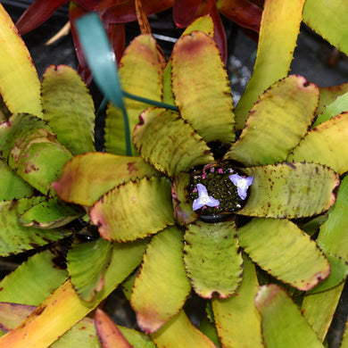 Neoregelia carcharodon x liliputiana