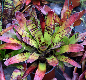 Neoregelia 'Night Spot' x carcharodon 'Tiger'