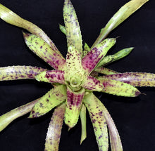 Load image into Gallery viewer, Wittrockia 'Leopardinum'