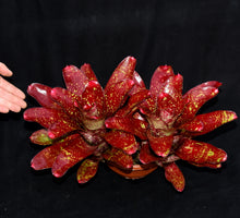 Load image into Gallery viewer, Neoregelia &#39;Walking Tall&#39;