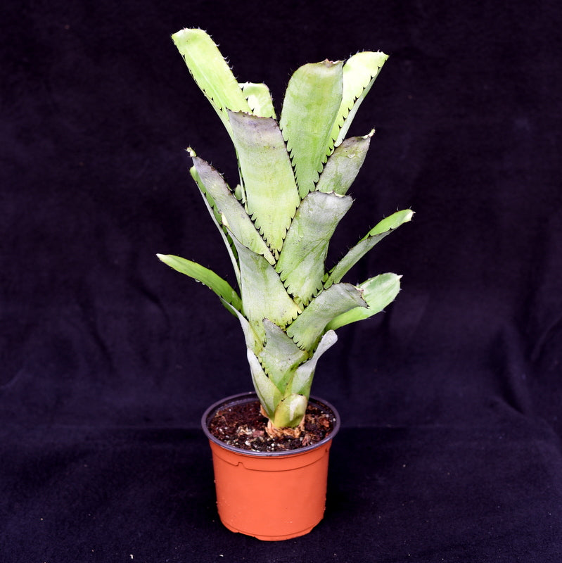 タンクブロメリア　ビルベルギア　『Sanderiana』 タンクブロメリア ビルベルギア『Sanderiana』2番 Billbergia