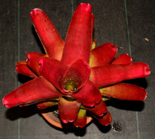 Load image into Gallery viewer, Neoregelia cruenta var. rubra