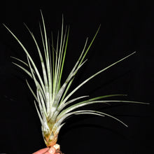 Load image into Gallery viewer, Tillandsia vicentina