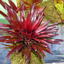 Load image into Gallery viewer, xNeomea 'Munchkin'