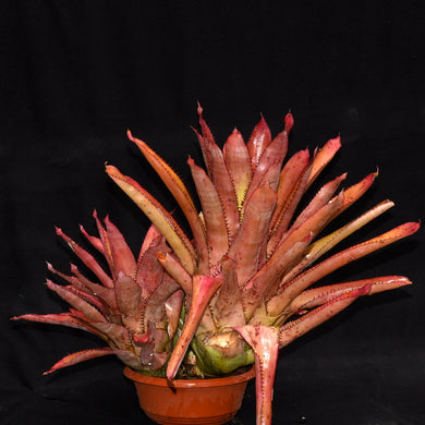 Aechmea pineliana var pineliana