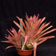 Load image into Gallery viewer, Aechmea pineliana var pineliana