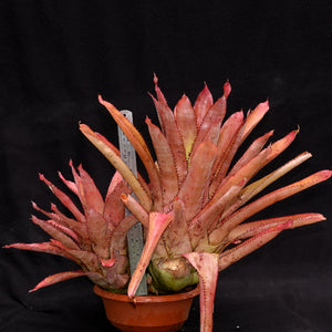 Aechmea pineliana var pineliana