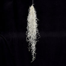 Load image into Gallery viewer, Tillandsia usneoides Rare, Curly, Silver form