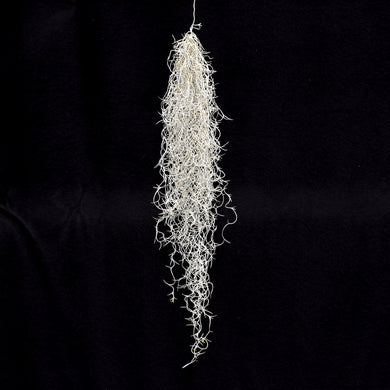 Tillandsia usneoides Rare, Curly, Silver form