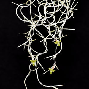 Tillandsia usneoides Rare, Curly, Silver form