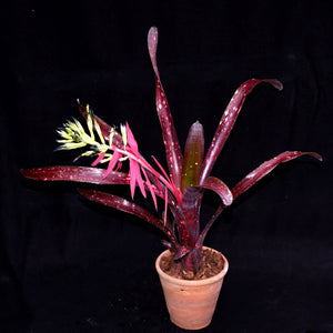 Billbergia 'Cherry Bomb'