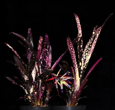 Billbergia 'Neon Comfort'