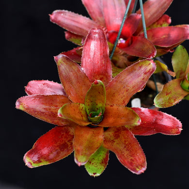 Neoregelia 'Red Eye'