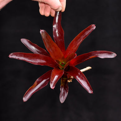 Neoregelia 'Sunball'