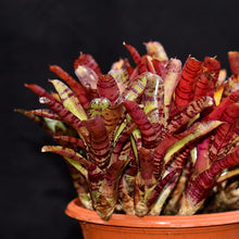 Load image into Gallery viewer, Neoregelia &#39;Bonkers&#39;