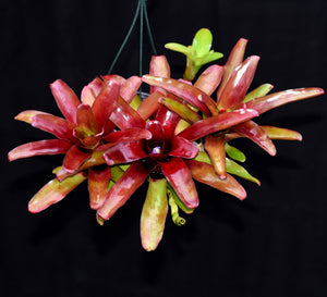 Neoregelia 'Superball'