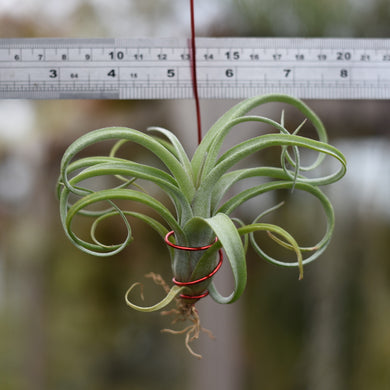 Tillandsia 'Curly Slim' (intermedia x streptophylla)