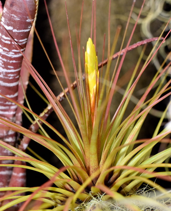tricolor air plant Tillandsia tricolor v. melanocrater