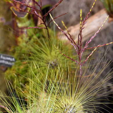 Tillandsia filifolia