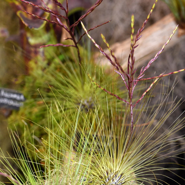 filifolia air plant Tillandsia filifolia
