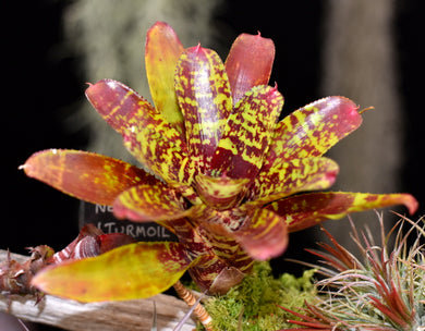Neoregelia 'Turmoil'