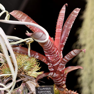 Aechmea 'Cranberry Frost'