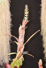 Load image into Gallery viewer, Aechmea nudicaulis 'Rafa'