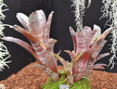 Billbergia 'Charles Webb'