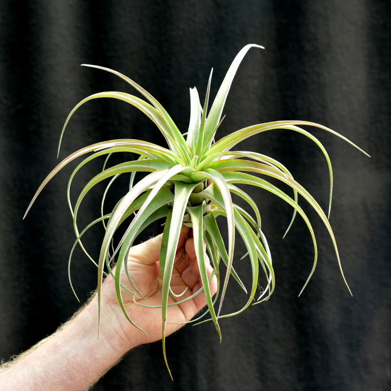 Tillandsia 'Eric Knobloch' XL size