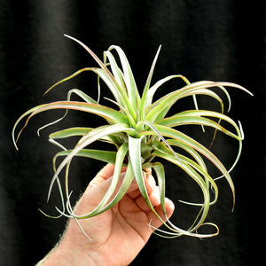 Tillandsia 'Eric Knobloch' Large size