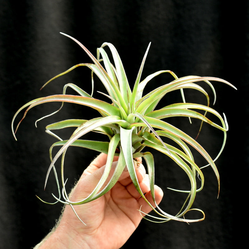 Tillandsia 'Eric Knobloch' Large size