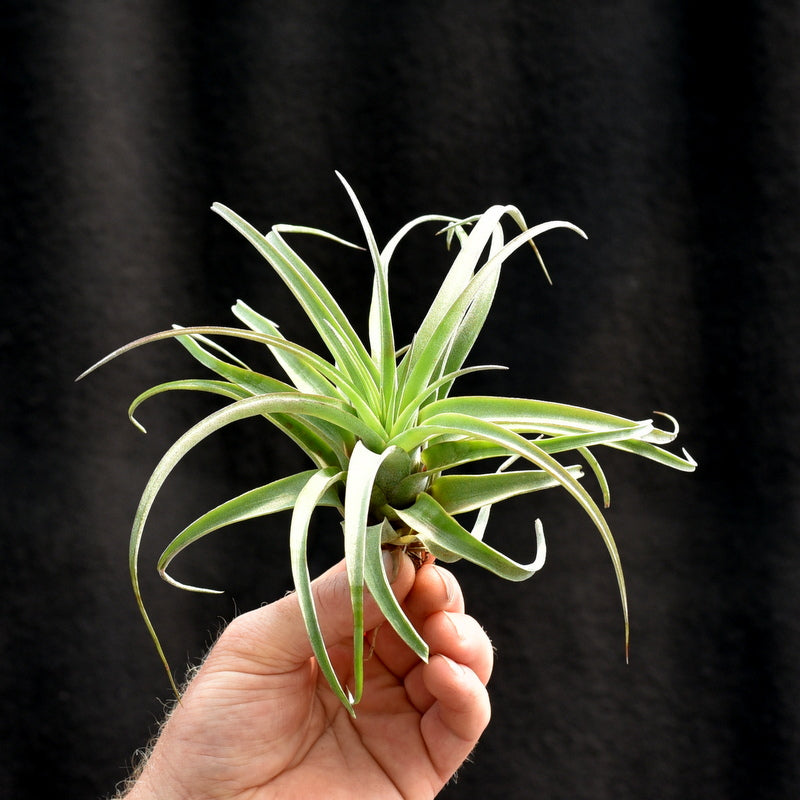 Tillandsia 'Eric Knobloch' Medium size