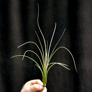 Tillandsia exserta