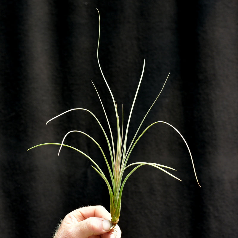 Tillandsia exserta
