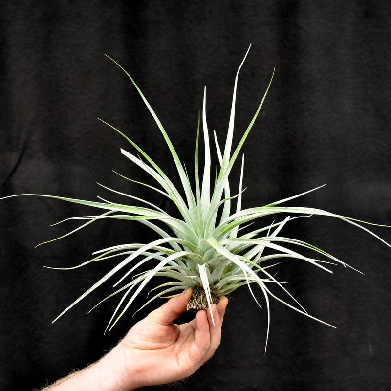 air plant queen Tillandsia 'Silver Queen' XL