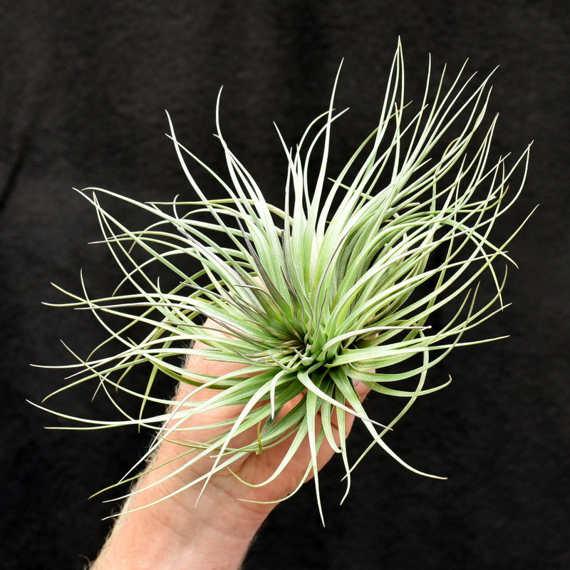 Tillandsia 'Houston' Specimen plants