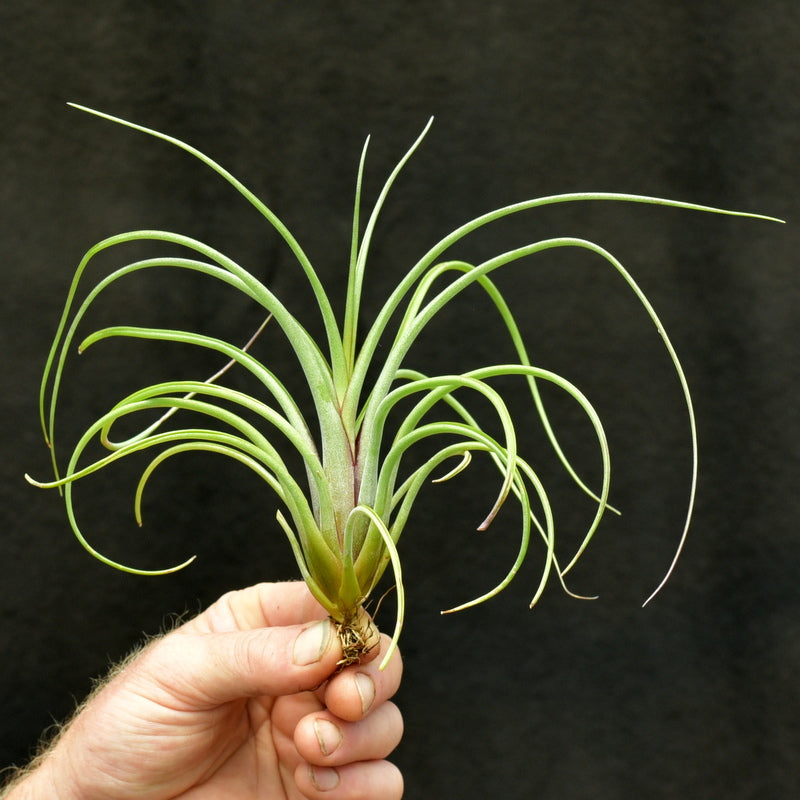 Tillandsia Unknown hybrid Large size