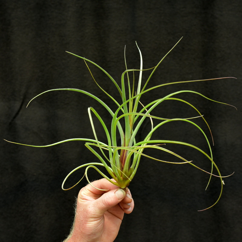 Tillandsia Unknown hybrid Extra Large size