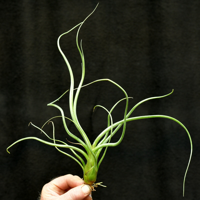 Tillandsia 'Wavy Wonder'