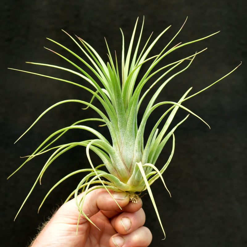 Tillandsia 'Oh My Goodness'