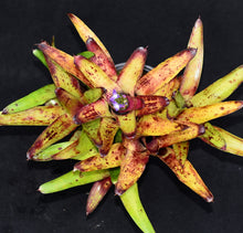Load image into Gallery viewer, Neoregelia &#39;Oppenheimer&#39; x &#39;Chubby&#39;