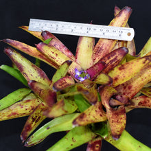 Load image into Gallery viewer, Neoregelia &#39;Oppenheimer&#39; x &#39;Chubby&#39;